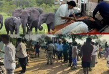 Elephant Attack in Andhra Pradesh 5 People Dead Many Injured