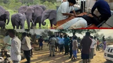 Elephant Attack in Andhra Pradesh 5 People Dead Many Injured