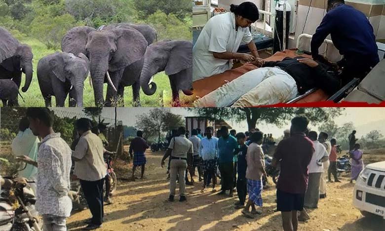 Elephant Attack in Andhra Pradesh 5 People Dead Many Injured