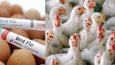 Telangana Government Issues Alert on Bird Flu Advises Against Eating Chicken