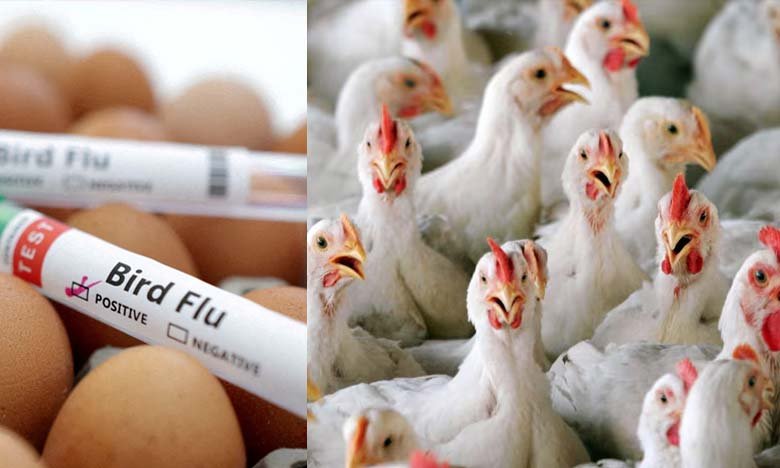 Telangana Government Issues Alert on Bird Flu Advises Against Eating Chicken