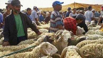 Eid al Adha Sacrificial Slaughter Canceled in Morocco Will There Be Punishment for Violations