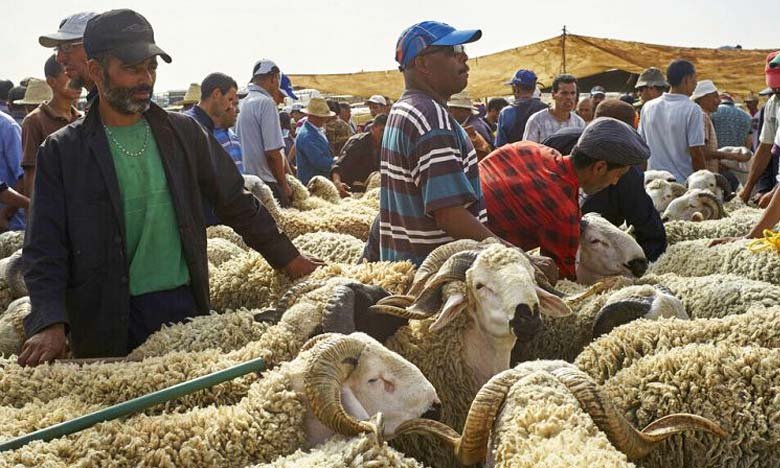 Eid al Adha Sacrificial Slaughter Canceled in Morocco Will There Be Punishment for Violations