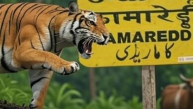 Telangana Tiger Sighting Creates Panic in Kamareddy