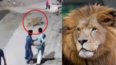 Woman and Children Injured in Pet Lion Attack in Pakistan Owner Arrested