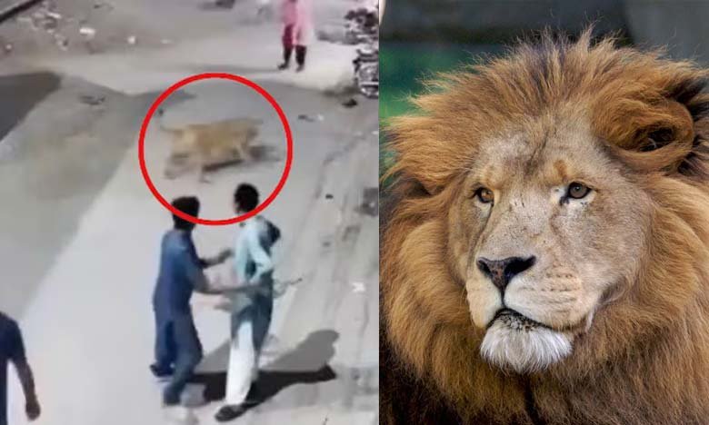Woman and Children Injured in Pet Lion Attack in Pakistan Owner Arrested